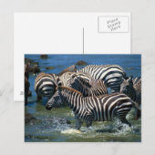 Zebras-Herde 2 Postkarte (Vorne/Hinten)