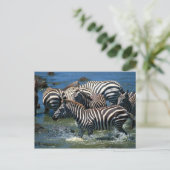 Zebras-Herde 2 Postkarte (Stehend Vorderseite)