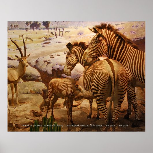 Zebras im amerikanischen Museum für Naturgeschicht Poster (Vorne)