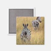 Zebras im großen Gras Magnet (Vorderseite/Rückseite)