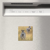 Zebras im großen Gras Magnet (In Situ (Geschirrspüler))