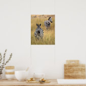 Zebras im großen Gras Poster (Küche)