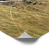 Zebras im großen Gras Poster (Ecke)