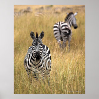 Zebras im großen Gras Poster