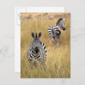 Zebras im großen Gras Postkarte (Vorne/Hinten)