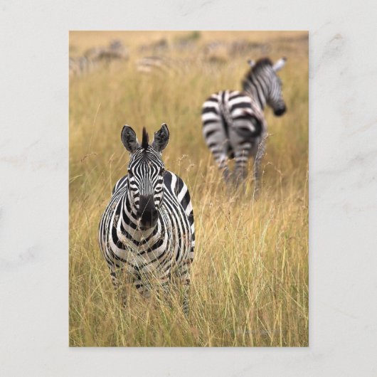 Zebras im großen Gras Postkarte (Vorderseite)
