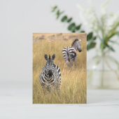 Zebras im großen Gras Postkarte (Stehend Vorderseite)