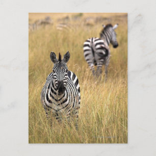 Zebras im großen Gras Postkarte