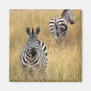 Zebras im hohen Gras Magnet