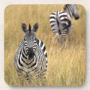 Zebras im hohen Gras Untersetzer