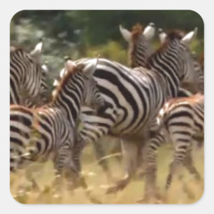 Zebras in Bewegung: Eine Reise über tausend Meilen Quadratischer Aufkleber