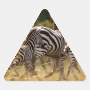 Zebras in Bewegung: Eine Reise von tausend Meilen Dreieckiger Aufkleber