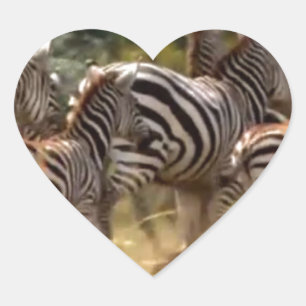Zebras in Bewegung: Eine Reise von tausend Meilen Herz-Aufkleber