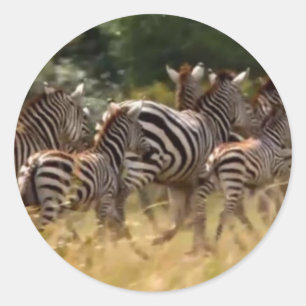 Zebras in Bewegung: Eine Reise von tausend Meilen Runder Aufkleber