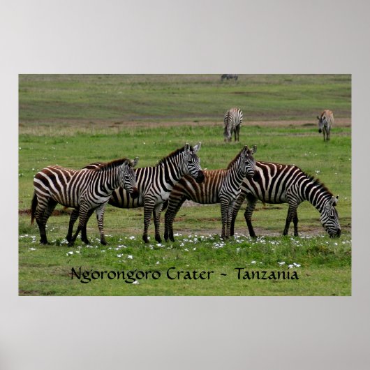 Zebras in einer Reihe Poster (Vorne)