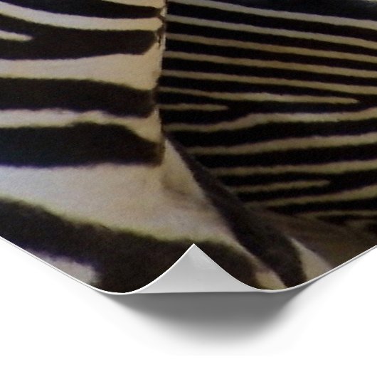 Zebras in einer Reihe Poster (Ecke)