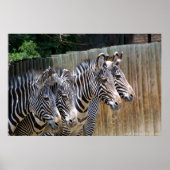 Zebras in einer Reihe Poster (Vorne)