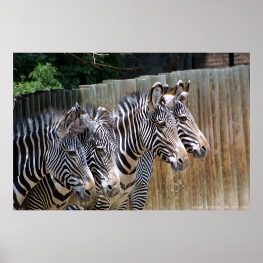Zebras in einer Reihe Poster (Vorne)