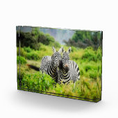 Zebras in freier Wildbahn Fotoblock (Rechts)