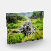Zebras in freier Wildbahn Fotoblock (Links)