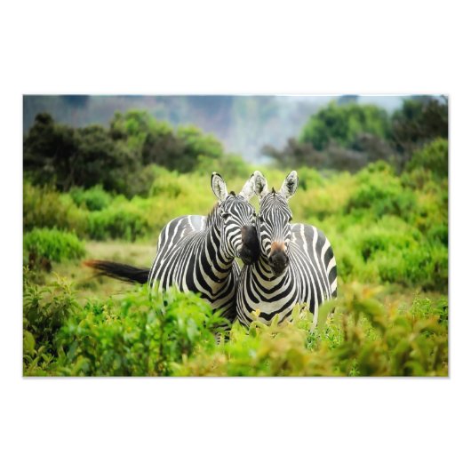 Zebras in freier Wildbahn Fotodruck (Vorne)