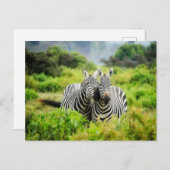 Zebras in freier Wildbahn Postkarte (Vorne/Hinten)