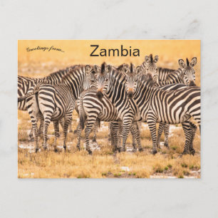 Zebras in Sambia Postkarte