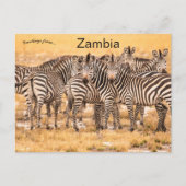 Zebras in Sambia Postkarte (Vorderseite)