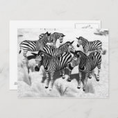 Zebras in Schwarzweiss Postkarte (Vorne/Hinten)