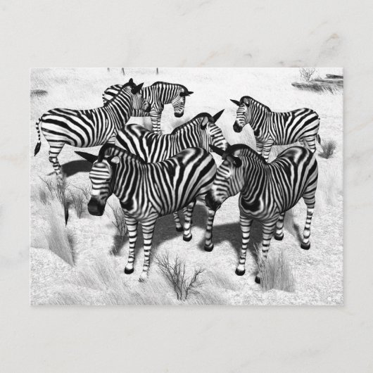 Zebras in Schwarzweiss Postkarte (Vorderseite)