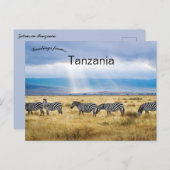 Zebras in Tansania Postkarte (Vorne/Hinten)