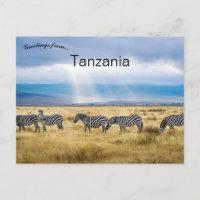 Zebras in Tansania