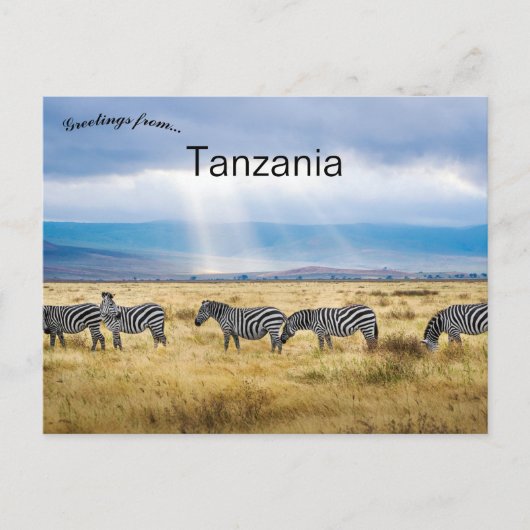 Zebras in Tansania Postkarte (Vorderseite)