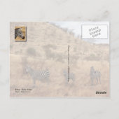 Zebras in Tsavo, Kenia Postkarte (Rückseite)
