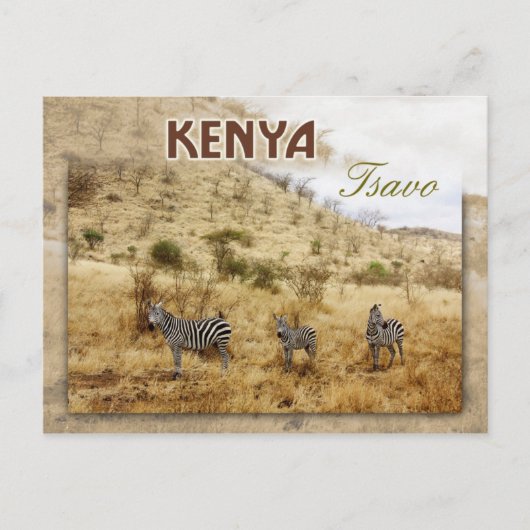 Zebras in Tsavo, Kenia Postkarte (Vorderseite)