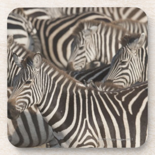 Zebras, Kenia, Afrika Getränkeuntersetzer