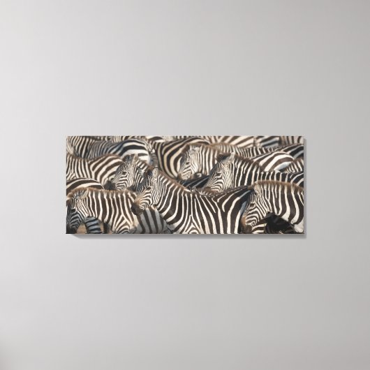 Zebras, Kenia, Afrika Leinwanddruck (Vorderseite)