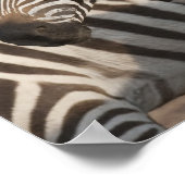 Zebras, Kenia, Afrika Poster (Ecke)