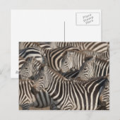 Zebras, Kenia, Afrika Postkarte (Vorne/Hinten)