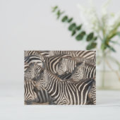 Zebras, Kenia, Afrika Postkarte (Stehend Vorderseite)