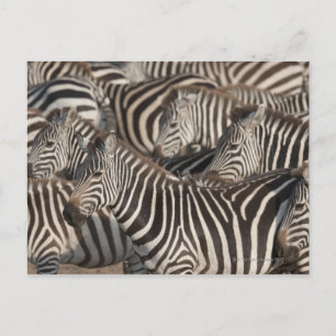 Zebras, Kenia, Afrika Postkarte