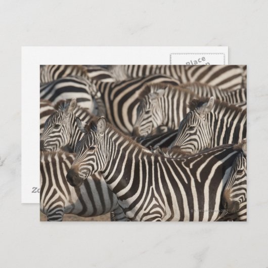 Zebras, Kenia, Afrika Postkarte (Vorne/Hinten)