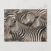 Zebras, Kenia, Afrika Postkarte (Vorderseite)