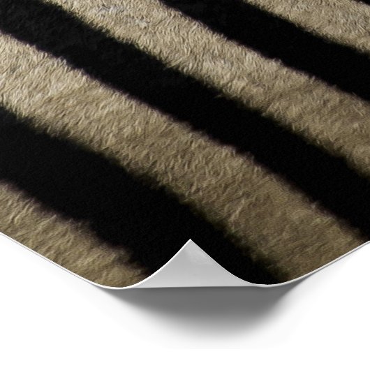 Zebras Kopf an Schwanz Poster (Ecke)