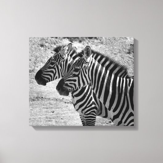 Zebras Leinwanddruck (Vorderseite)