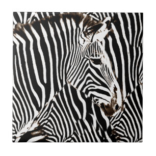 Zebras Liebe_ Fliese