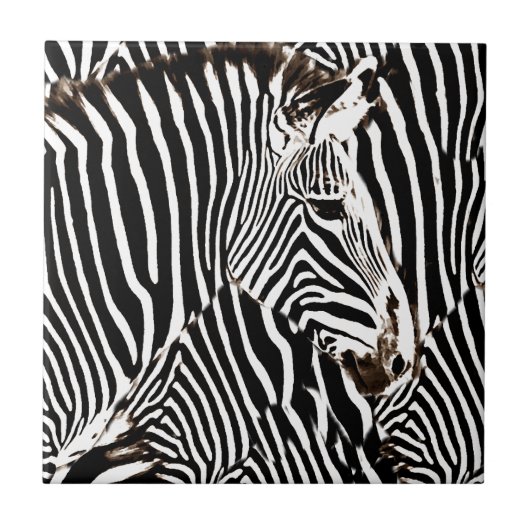 Zebras Liebe_ Fliese (Vorderseite)