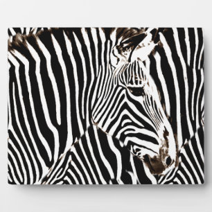 Zebras Liebe_ Fotoplatte