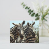 Zebras-Look Postkarte (Stehend Vorderseite)