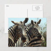 Zebras-Look Postkarte (Vorne/Hinten)